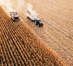 harvesting crops