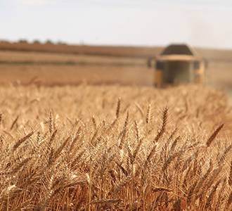 Wheat crop production