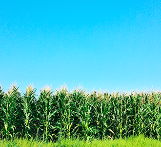 Tall corn in the field