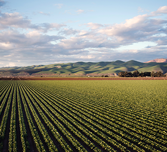 croplands