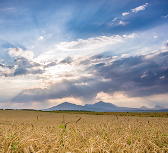 cloudy field