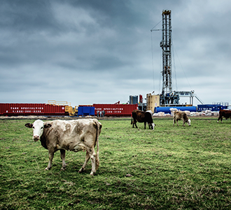 Cattle near oil drilling