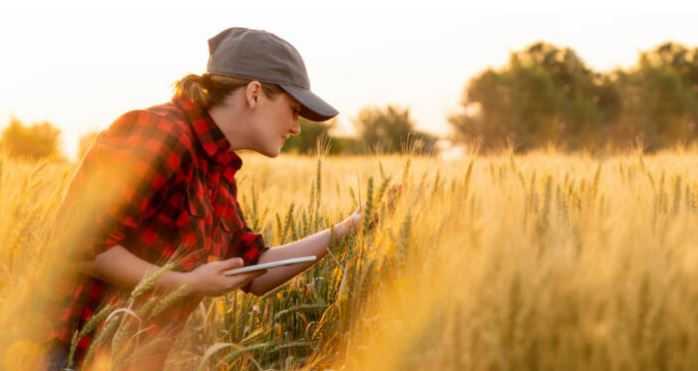 farmer in wheat fields