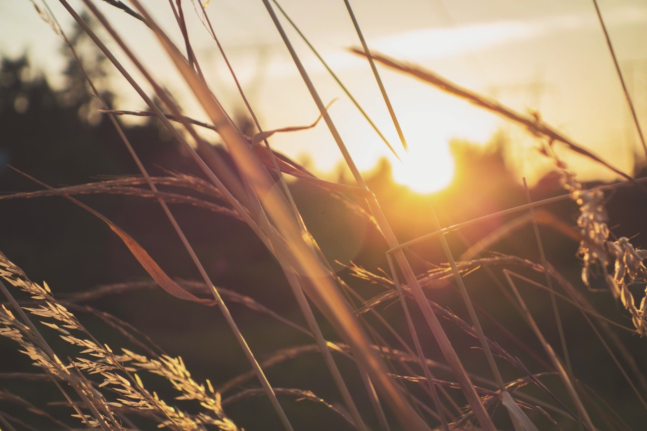 Sunrise Wheat