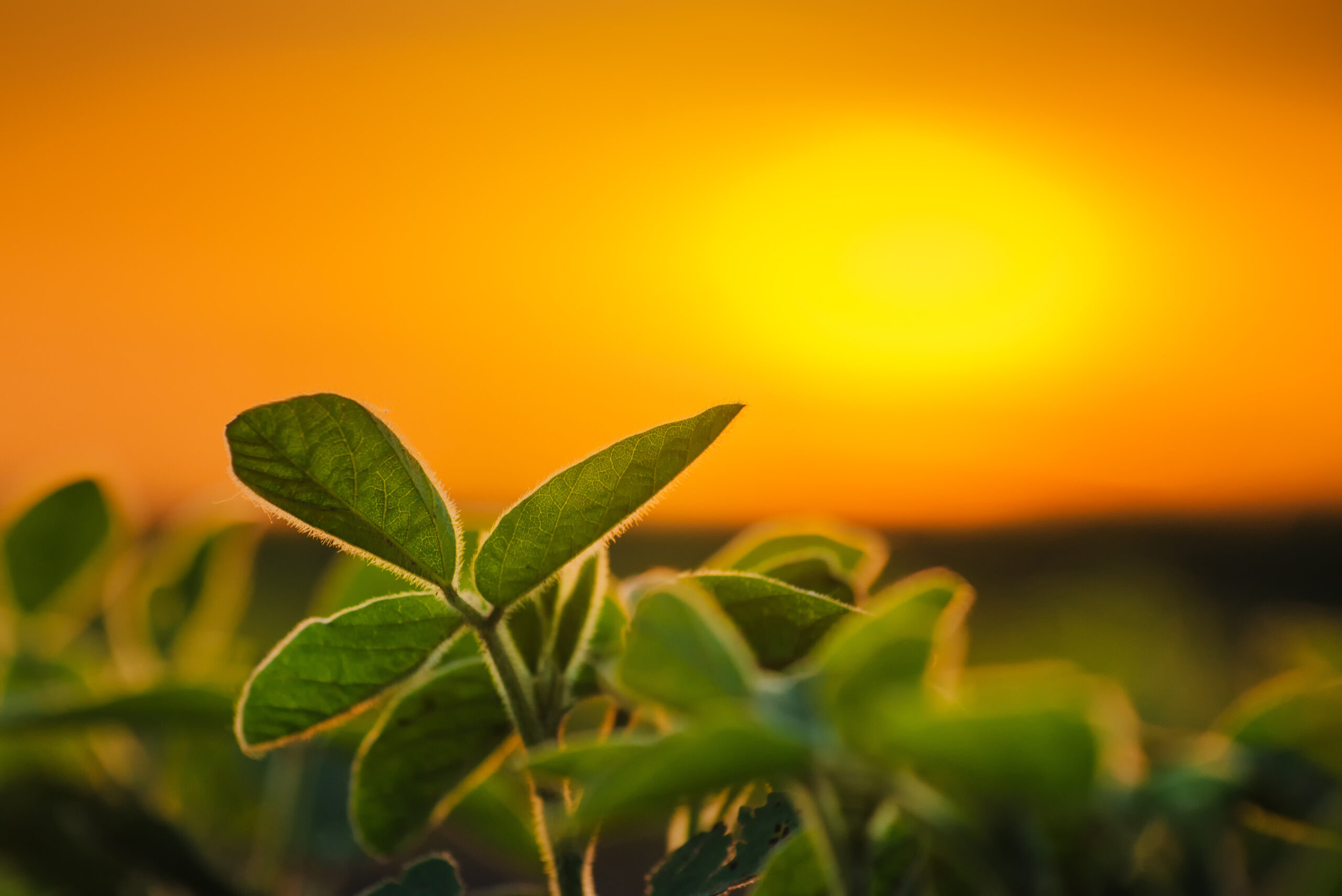 Soybeans at Sunrise