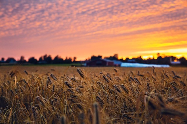 wheat field at dusk