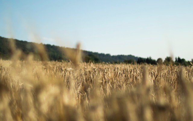 wheat field