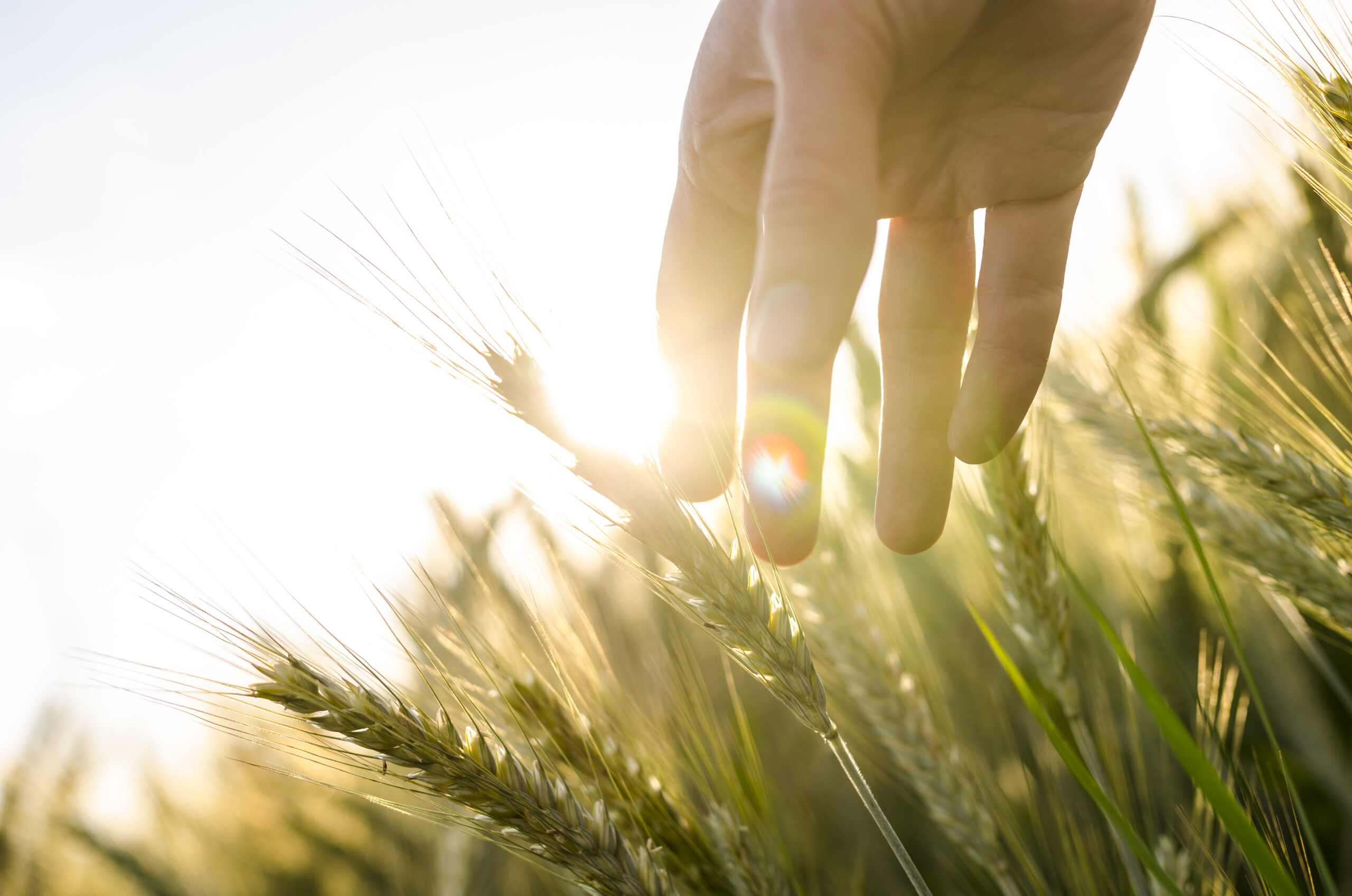 up close hand touching wheat