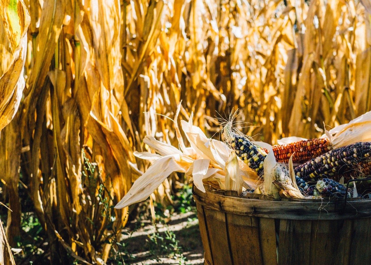 fall harvest