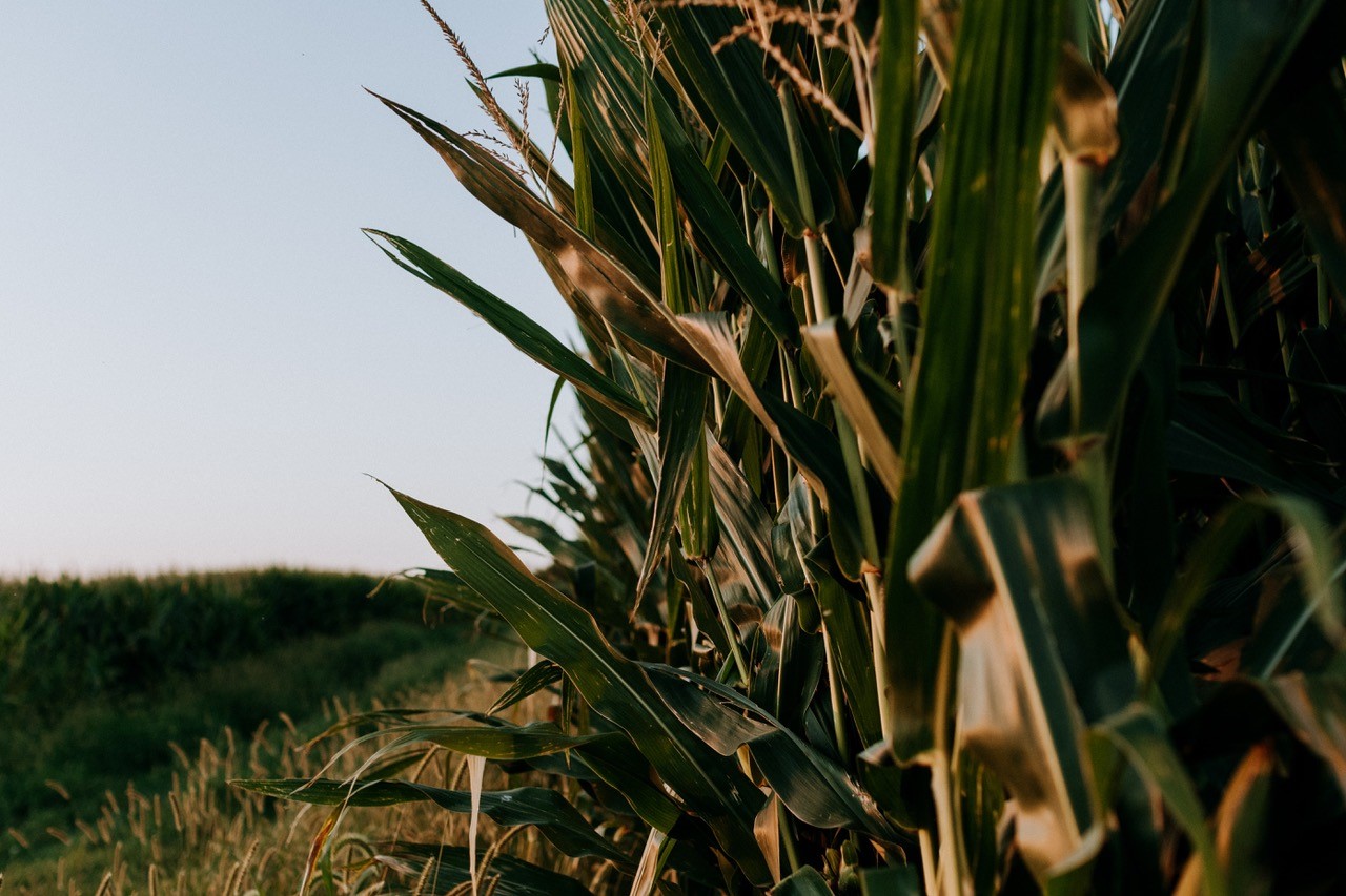 Corn field