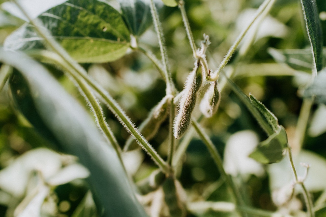 soybean pods