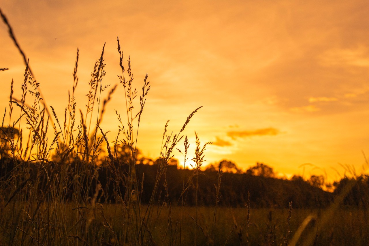 golden sunrise fields