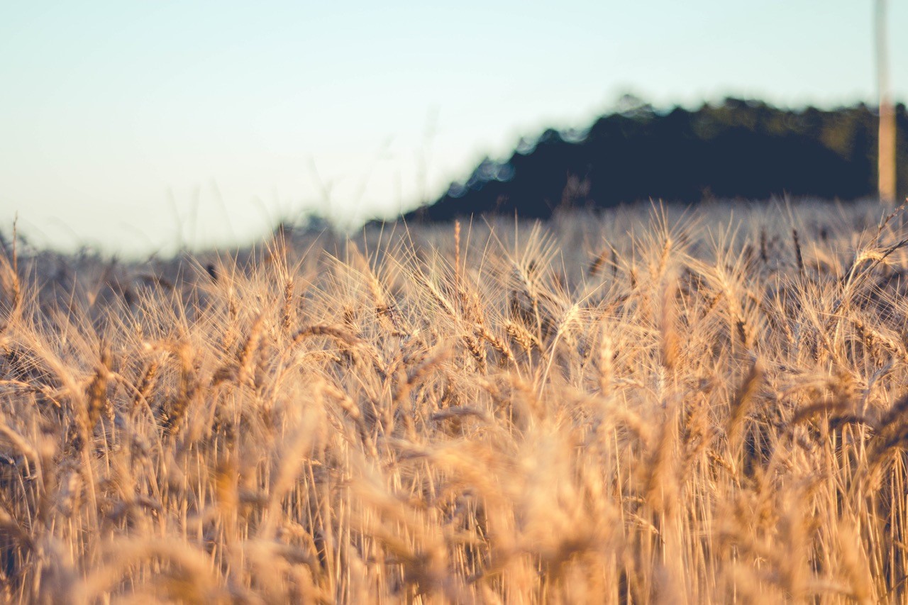 Wheat fields