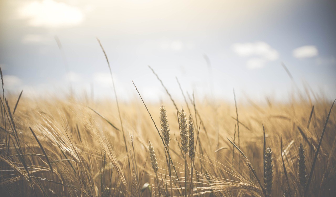 Wheat fields