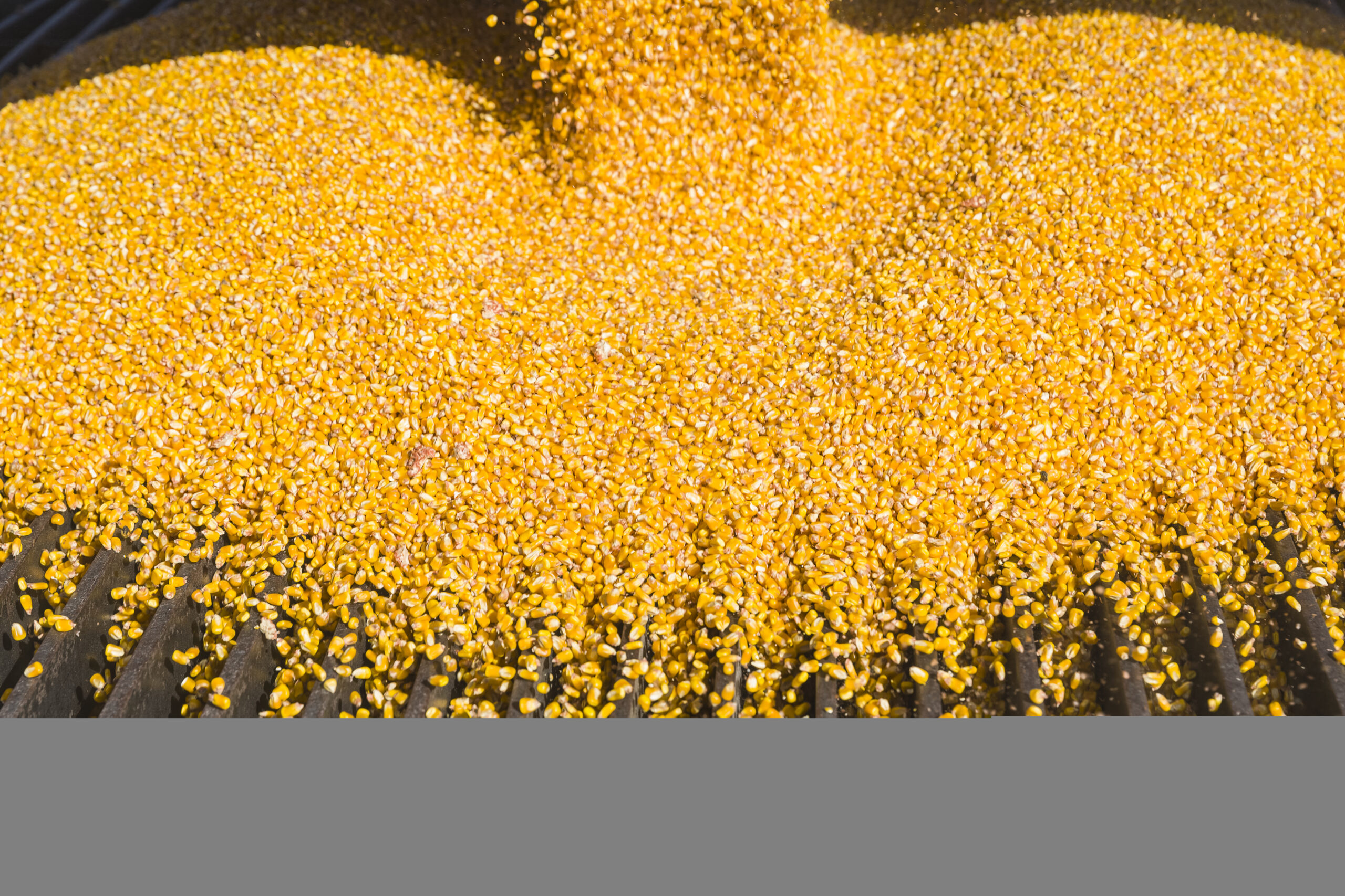 Harvested Corn