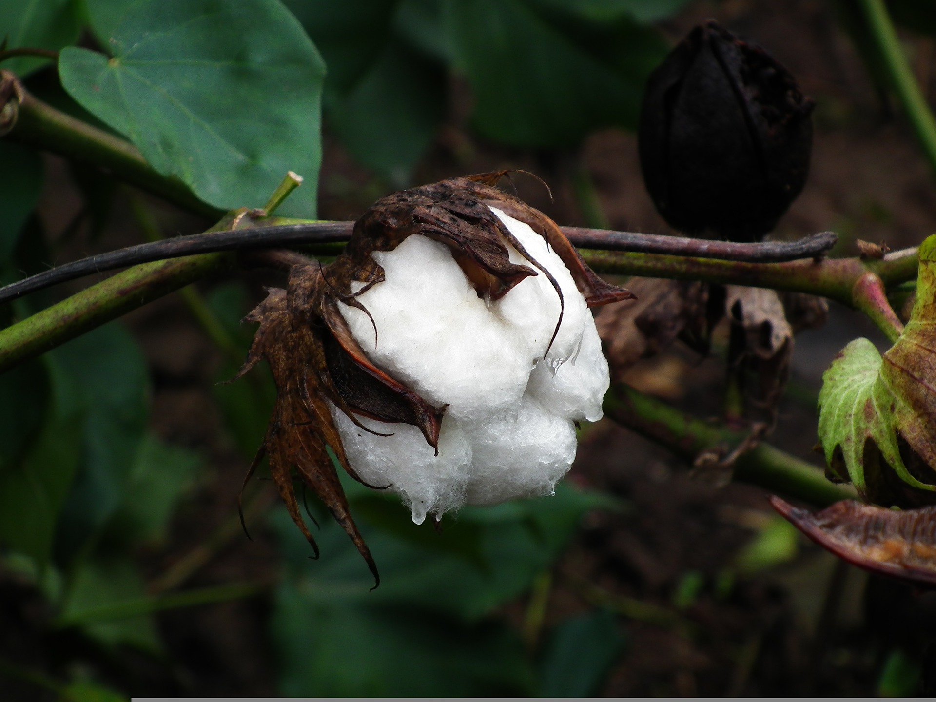 single cotton pod