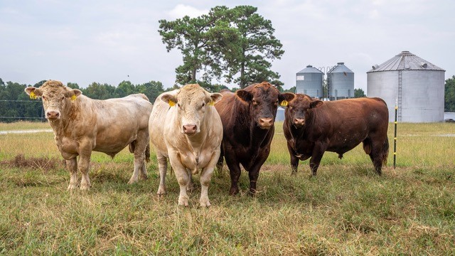 cows on farmland