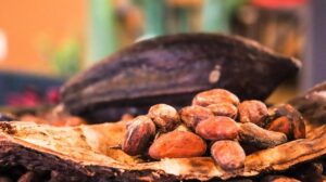 Cocoa pods and beans