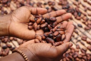 Handful of cocoa beans