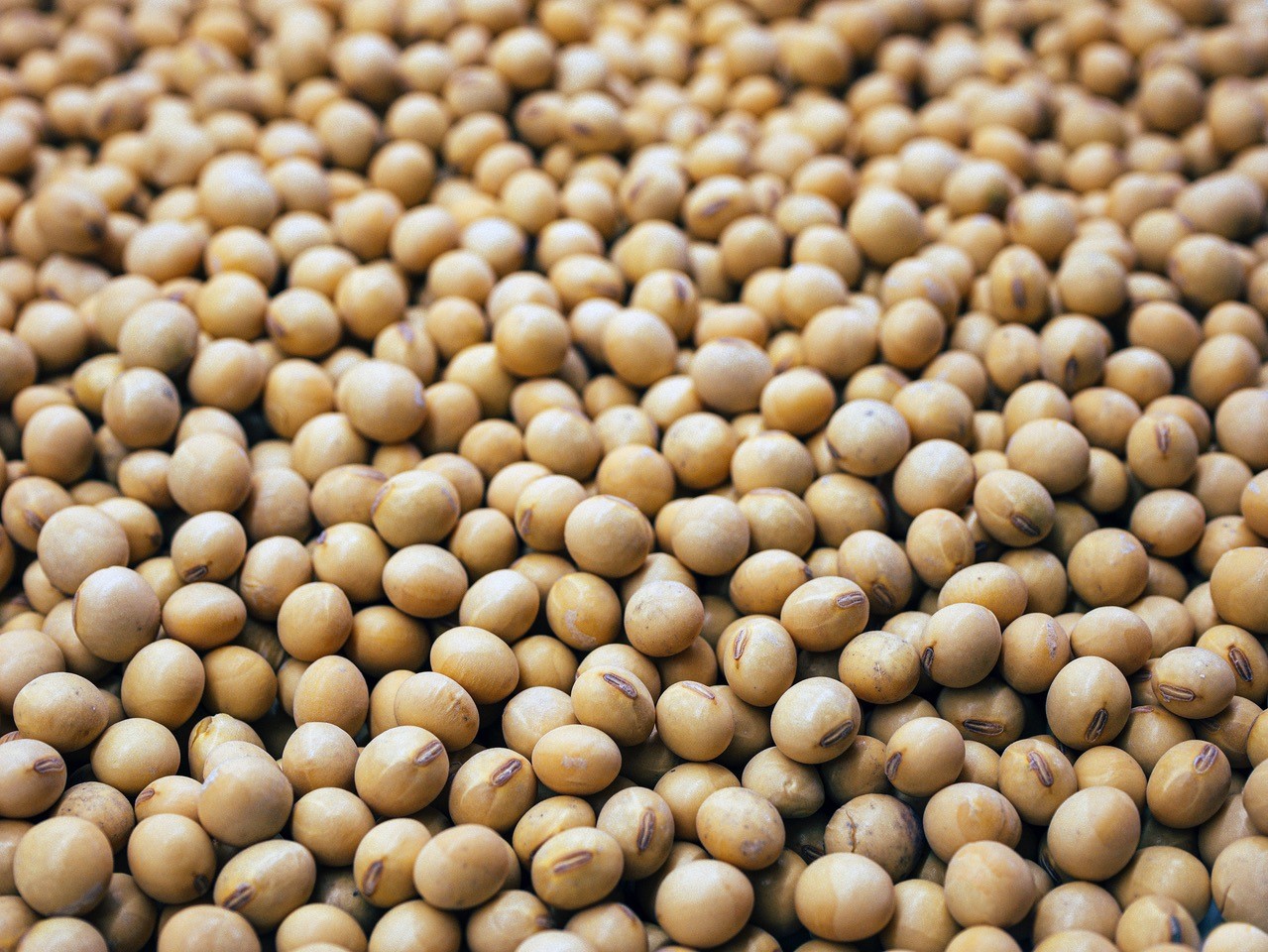 raw soybeans