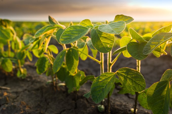 growing crops