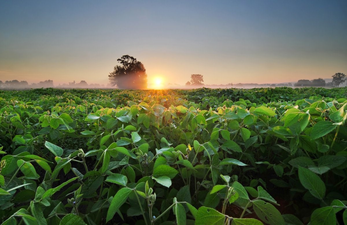 soybean field at sunrise