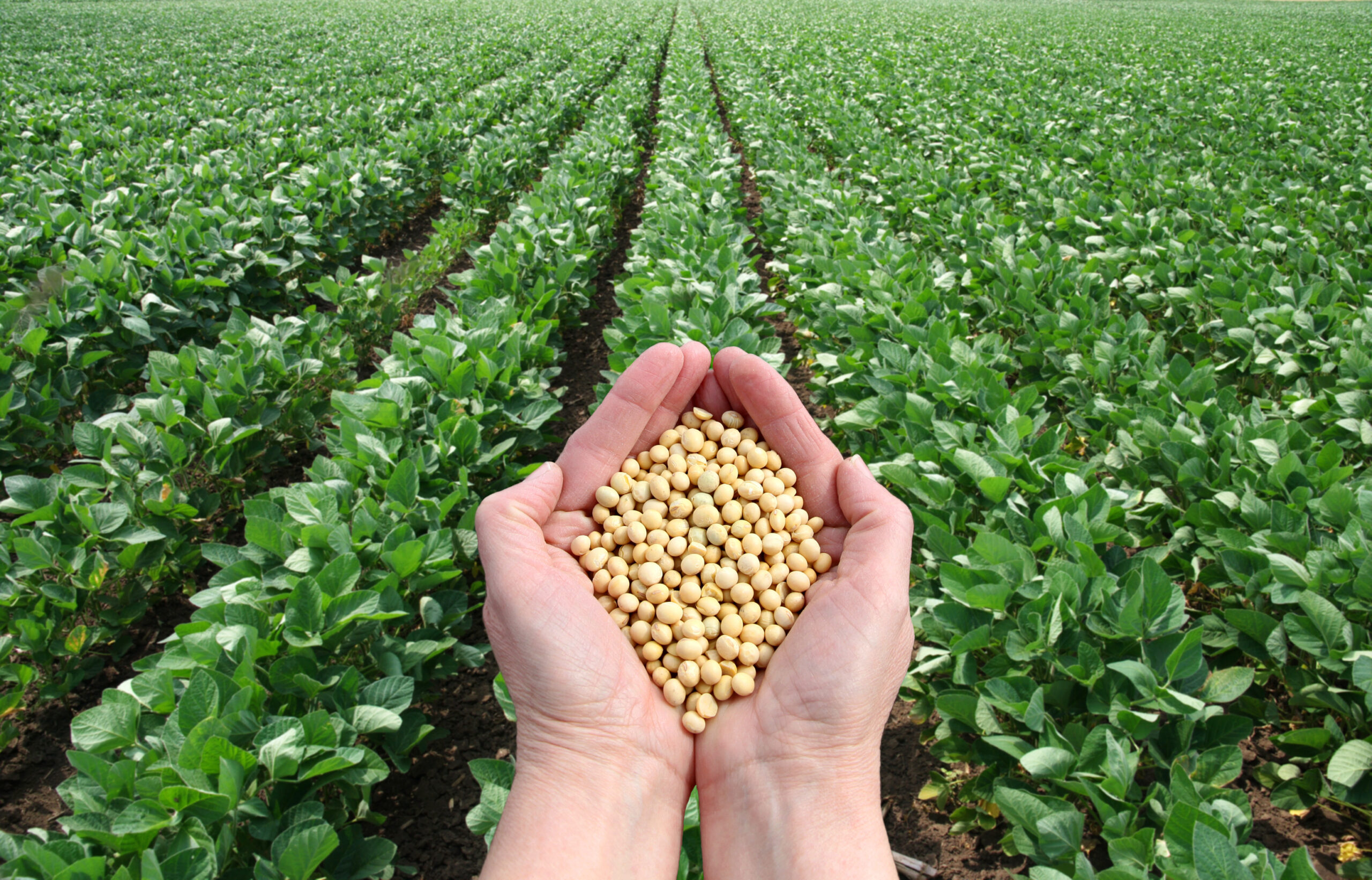 Soybean fields