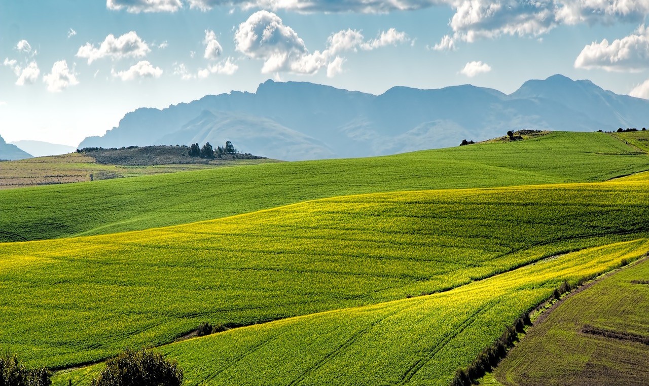 Canola fields