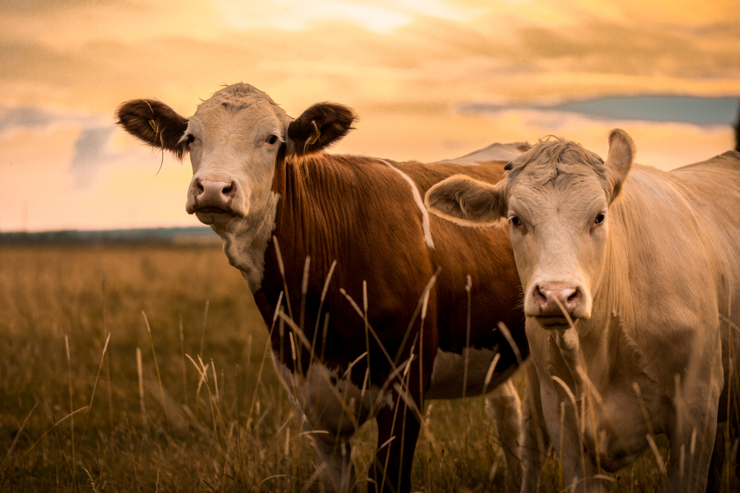 Cows at sunset