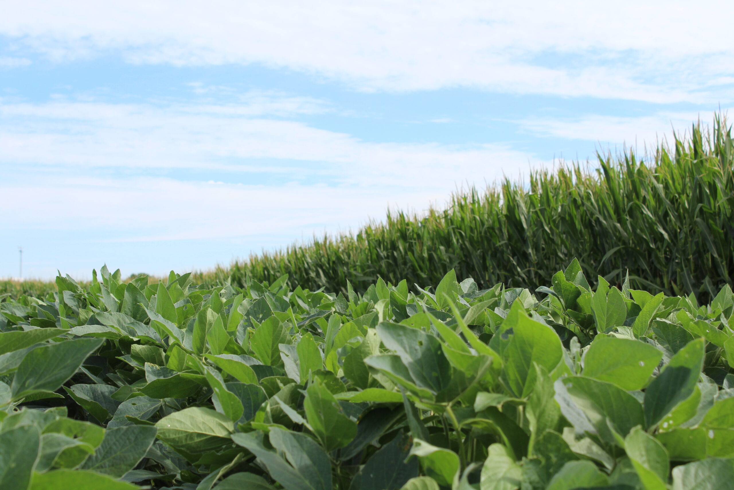 Soybean and corn fields
