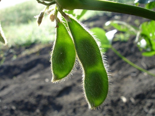 soybean pods