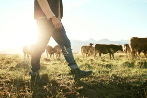 cattle rancher